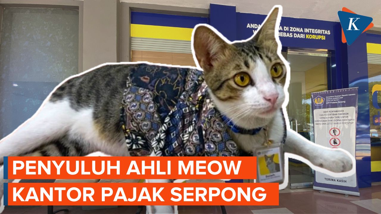 Inilah Soleh, Kucing yang Jadi ‘Pegawai’ Kantor Pajak Serpong