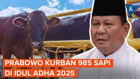 Prabowo Kurban 985 Ekor Sapi Pada Idul Adha 2025