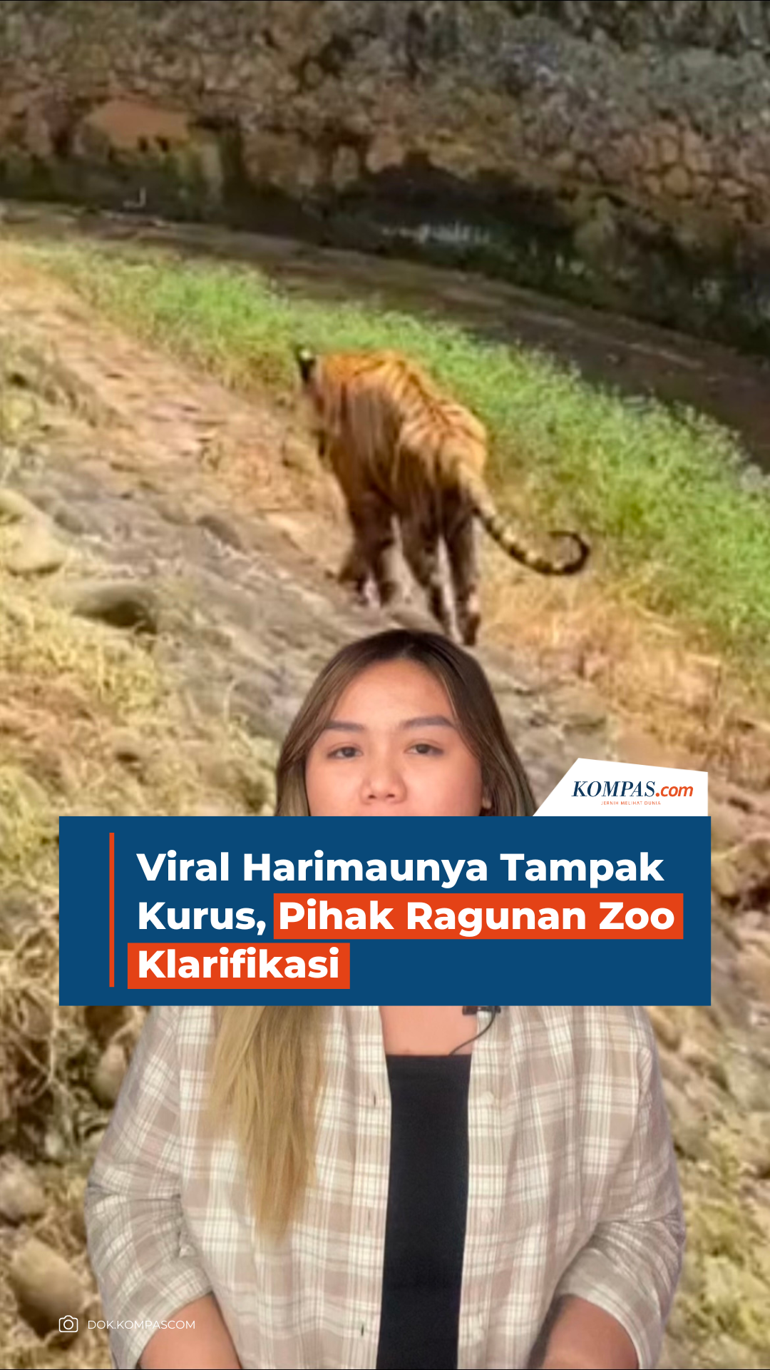 Viral Harimaunya Tampak Kurus, Pihak Ragunan Zoo Klarifikasi.