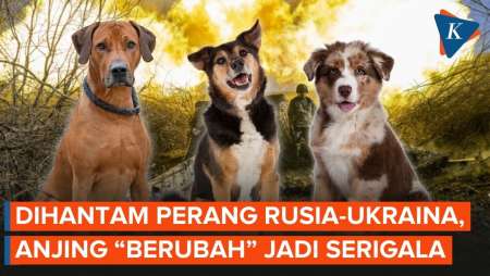 Perang Rusia-Ukraina Picu Anjing Kembali Mirip Serigala, Kok Bisa?