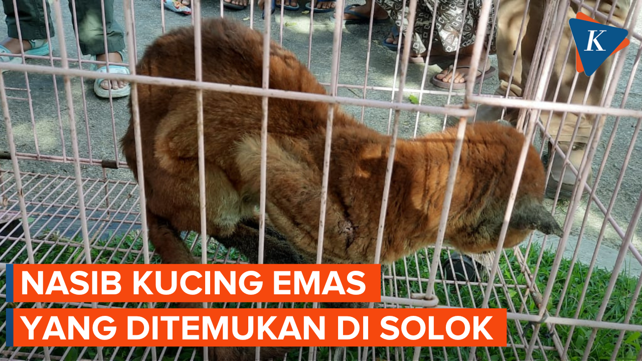 Kucing Emas yang Ditemukan di Solok Akhirnya Mati