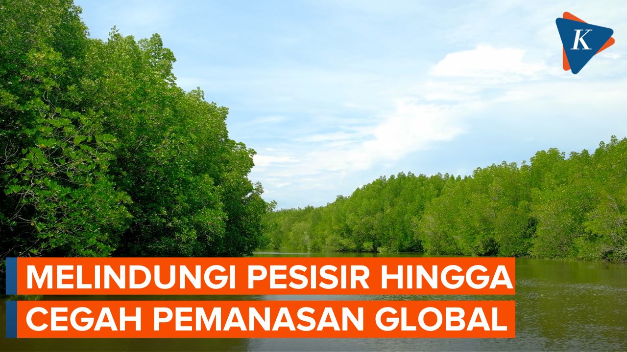 5 Manfaat Hutan Mangrove untuk Lingkungan