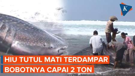 Lagi, Hiu Tutul Mati Terdampar di Pantai Selatan Kebumen