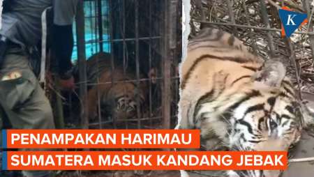 Detik-detik Harimau Sumatera Dievakuasi Usai Masuk Kandang Jebak