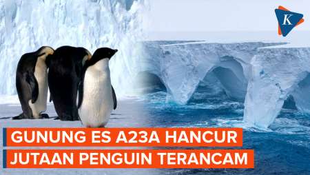Gunung Es Terbesar di Dunia Mulai Hancur, Ancam Habitat Jutaan Penguin di Antartika
