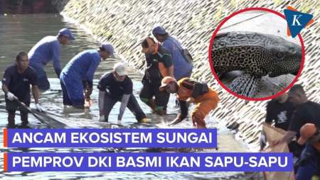 Populasi Ikan Sapu-Sapu Meledak, Pemprov DKI Basmi Hewan Invasif Ini