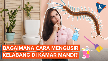 Begini Cara Mengusir Kelabang yang Muncul di Kamar Mandi