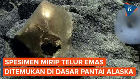 Ilmuwan Temukan Benda Misterius Mirip Telur Emas di Dasar Alaska, Apa Itu?