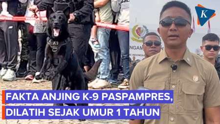 Mengenal Anjing K-9 Paspampres, Dilatih Sejak Umur 1 Tahun, Mengabdi 5 Tahun