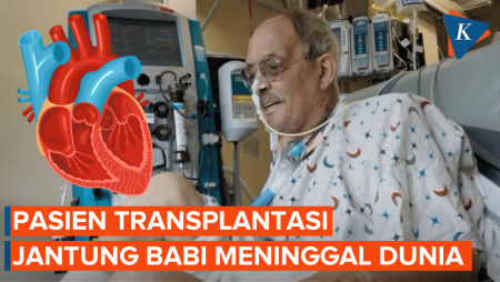 Pasien Kedua Transplantasi Jantung Babi Meninggal Dunia