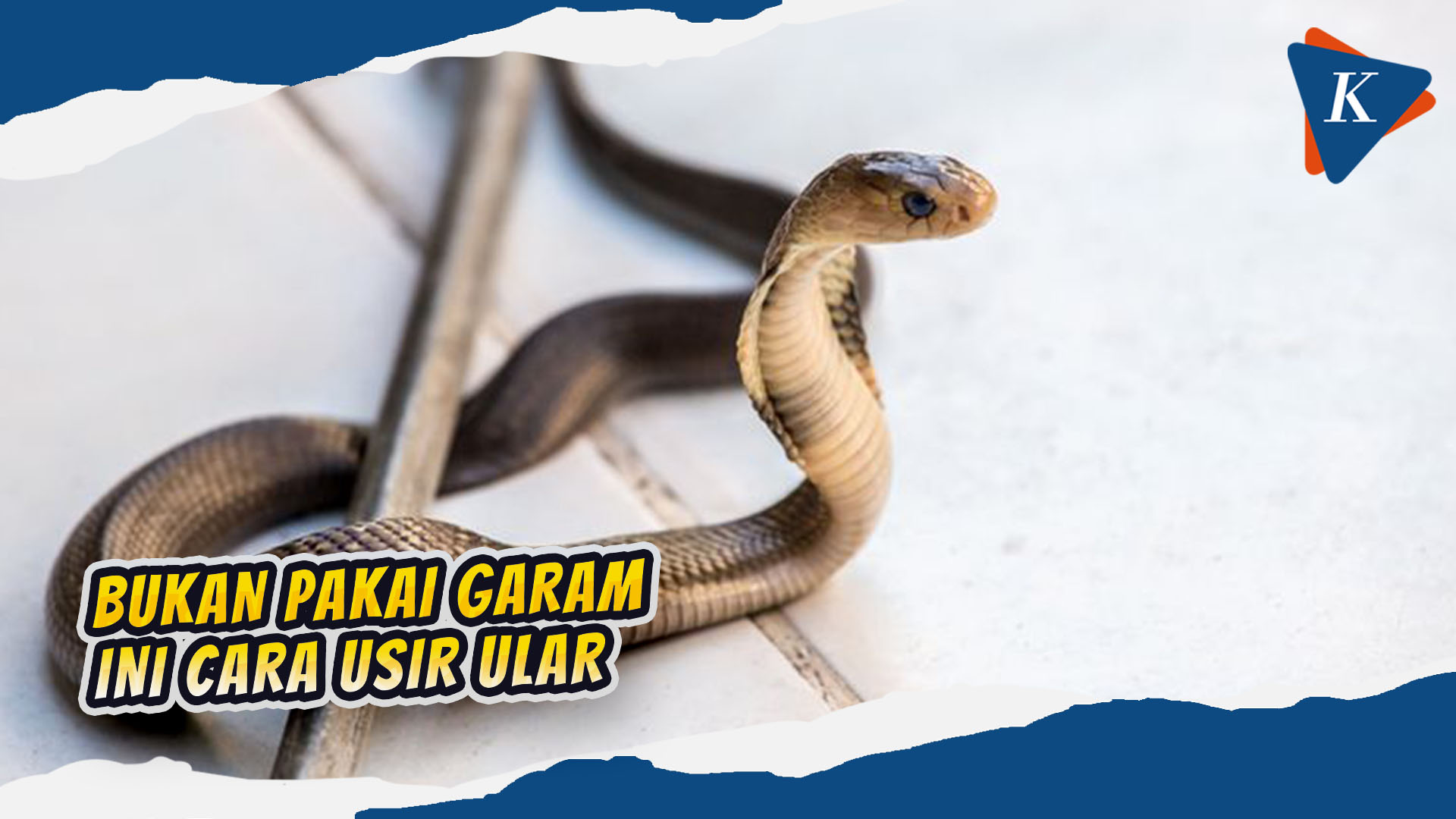 Tips Usir Ular dari Rumah yang Efektif, Bukan Pakai Garam!