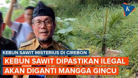 Bupati Cirebon Akan Ganti Kebun Sawit "Misterius" Dengan Mangga Gedong Gincu