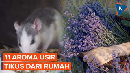11 Bau yang Ampuh Usir Tikus dari Rumah