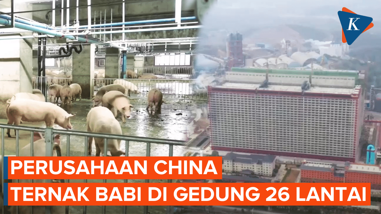 Di China Ada Perusahaan yang Ternak Babi di Gedung 26 Lantai