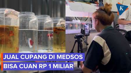 Jual Cupang Lewat Live Medsos Untung Rp 1 Miliar, Mau Coba Peluang?