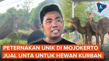 Uniknya Peternakan Unta Di Mojokerto, Tak Cuma Dijual Untuk Kurban