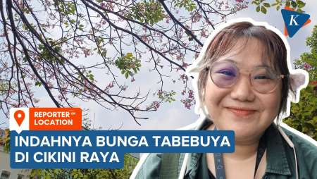 Jakarta Rasa Jepang: Menengok Keindahan Bunga Tabebuya di Cikini