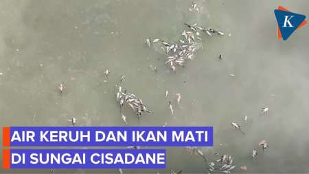 Sungai Cisadane Diduga Tercemar Limbah, Ikan Mabuk Hingga Mati