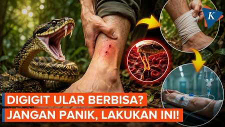 Pertolongan Pertama Saat Digigit Ular Berbisa