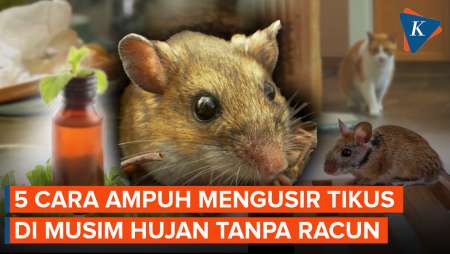Dosen UGM Ungkap Cara Mengusir Tikus Di Musim Hujan Tanpa Gunakan Racun