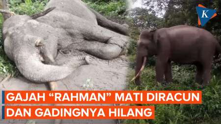 Sedih! Gajah Rahman Mati Diracun, Gading Sebelah Kiri Dipotong