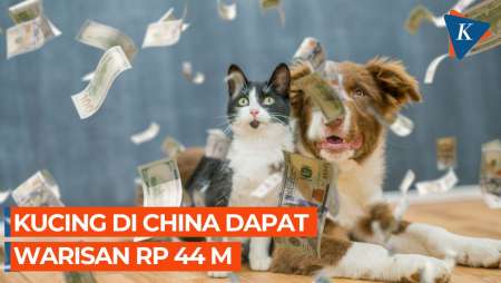 Kucing dan Anjing di China Dapat Warisan Rp 44 Miliar, Kok Bisa?