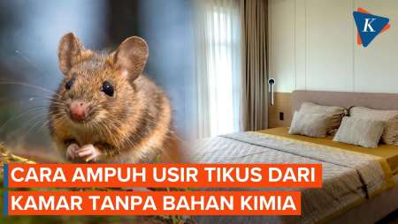 6 Cara Ampuh Usir Tikus dari Kamar Tidur Tanpa Racun atau Bahan Kimia