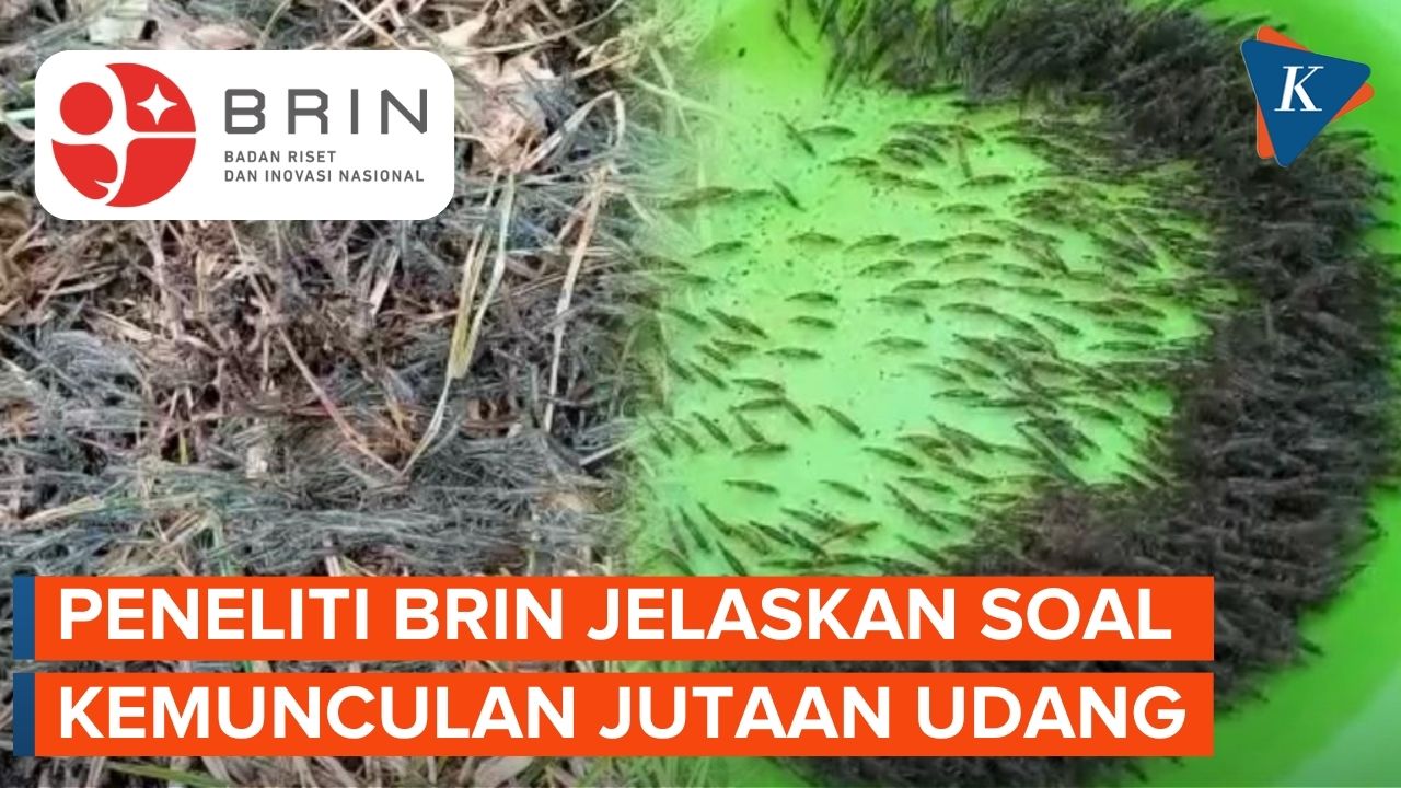 Viral Video Jutaan Ekor Udang Naik Ke Darat di Gorontalo, Begini Kata Peneliti BRIN