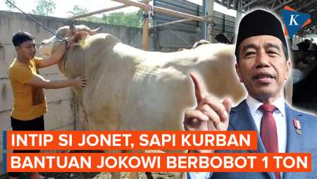 Montoknya Si Jonet! Sapi Kurban Bantuan Jokowi Berbobot 1 Ton Lebih