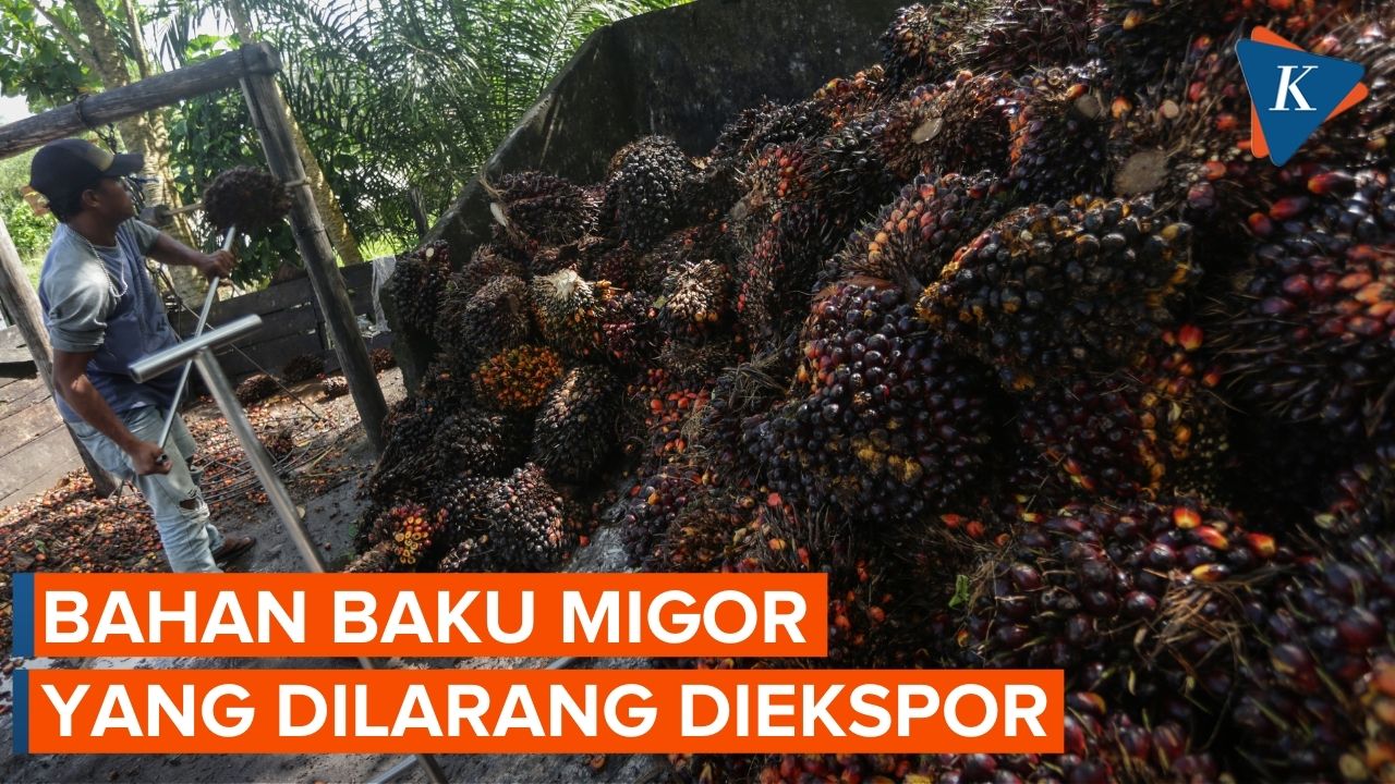 Bukan CPO, Ini Produk Sawit yang Dilarang Diekspor oleh Jokowi