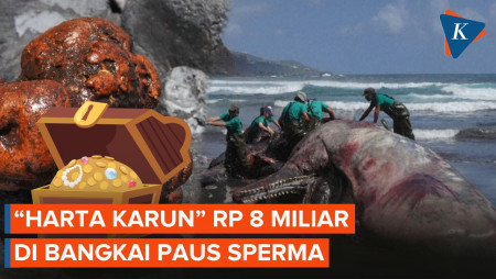 Ada Harta Karun Senilai Rp 8 Miliar di Bangkai Paus Sperma, Kok Bisa?