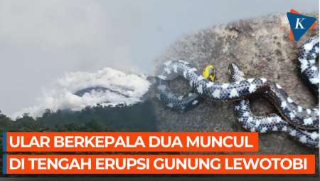 Ular Berkepala Dua Muncul Bersamaan dengan Erupsi Gunung Lewotobi Laki-laki