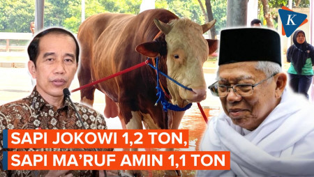 Intip Penampakan Sapi Kurban Jokowi dan Ma'ruf Amin di Masjid Istiqlal