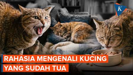 10 Tanda Kucing Sudah Tua Yang Sering Tidak Disadari