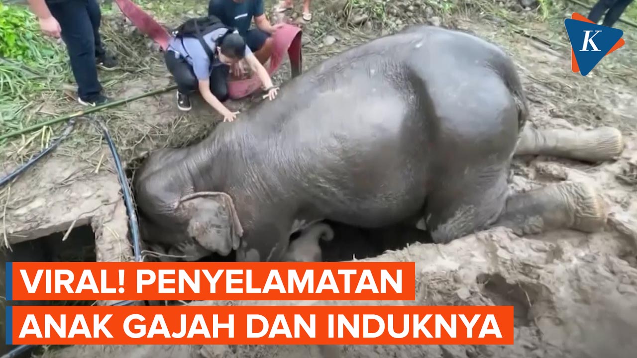 Penyelamatan Induk Gajah dan Anaknya yang Dramatis