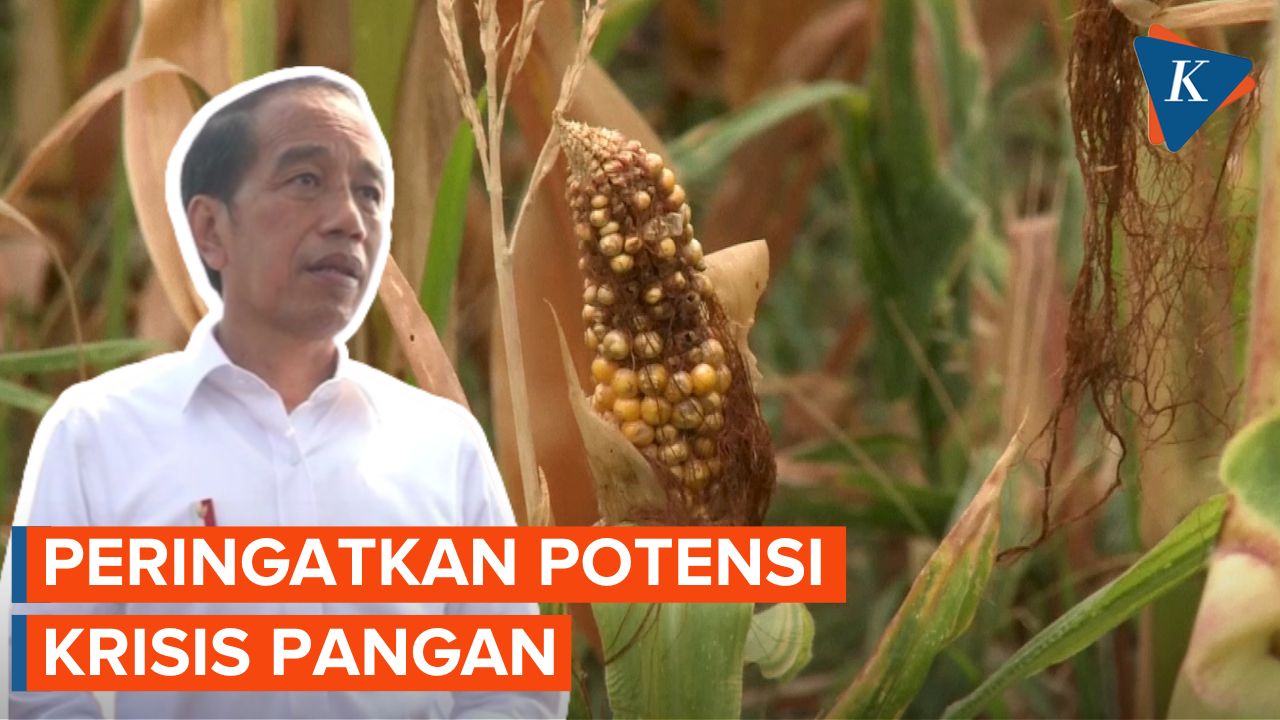 Presiden Jokowi Peringatkan Potensi Krisis Pangan, 800 Juta Warga Dunia akan Kelaparan