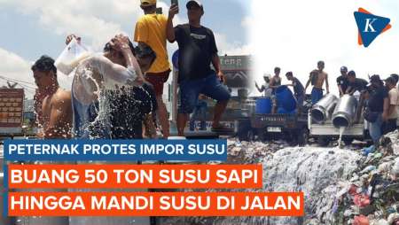 Duduk Perkara Aksi Peternak di Boyolali dan Pasuruan Mandi hingga Buang Susu Sapi