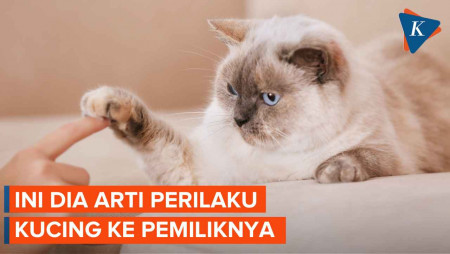 Tingkah Kucing Bikin Terheran-heran? Ini Artinya