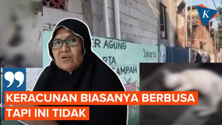 Misteri Kematian Mendadak 21 Kucing dalam 10 Hari di Sunter