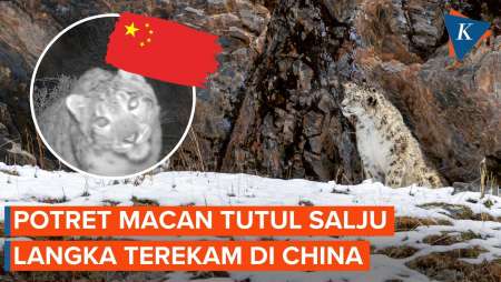 Rekaman Langka Macan Tutul Salju Di China, Satwa "Misterius" Penguasa Pegunungan