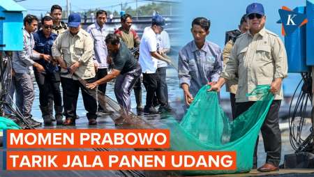 Aksi Prabowo Tarik Jala Panen Udang Tambak di Kebumen