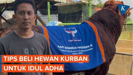 Tips Beli Hewan Kurban, Jangan Lupa Cek Surat Keterangan Sehat