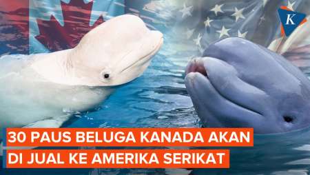 Tolak China, Kanada Sepakat Jual 30 Paus Beluga Ke AS?
