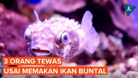 Mengapa Ikan Buntal Bisa Mematikan?