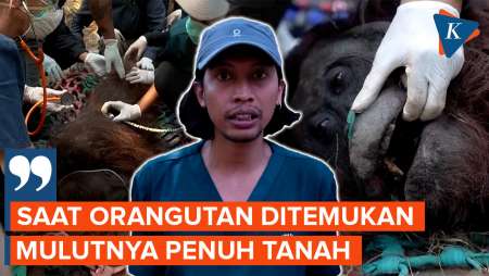 Momen Orangutan Diselamatkan Di Tengah Karhutla Kalimantan, Lemas Dan Mulut Penuh Tanah