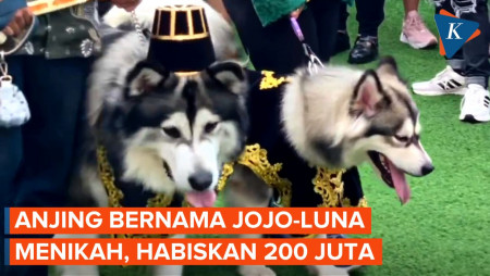 Pernikahan Anjing di PIK Habis Rp 200 Juta: Doorprize Rp 10 Juta, Goodie Bag Rp 30 Juta