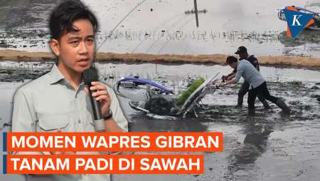 Momen Wapres Gibran Tanam Padi di Ngawi, Langsung Terjun ke Sawah