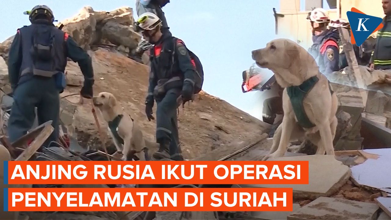 Rusia Kirim Tim Anjing Pelacak Untuk Bantu Pencarian Korban Gempa