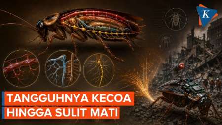 Hidup Tanpa Kepala, Kecoa Bisa Bertahan Berhari-hari