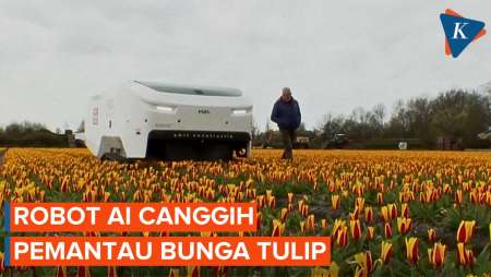 Canggihnya Robot AI Pemantau Bunga Tulip di Belanda Seharga Rp 3 Miliar